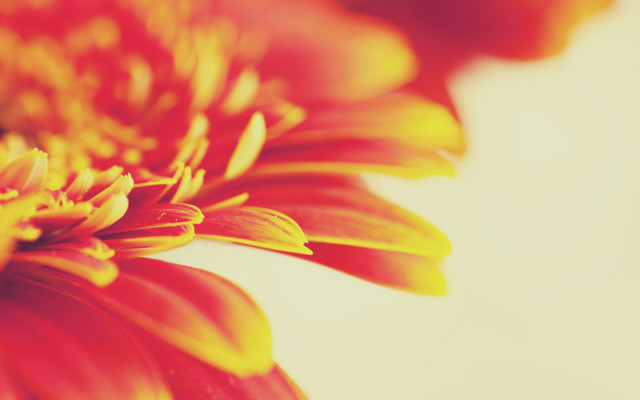 Flower yellow center orange background free wallpaper for desktop - medium preview image