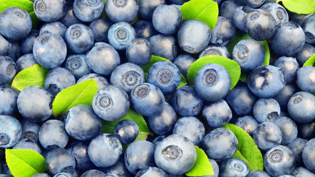 Blueberries green leaves blue background free wallpaper for desktop - medium preview image