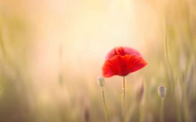 Red flower field grass sunshine free wallpaper for desktop - medium preview image
