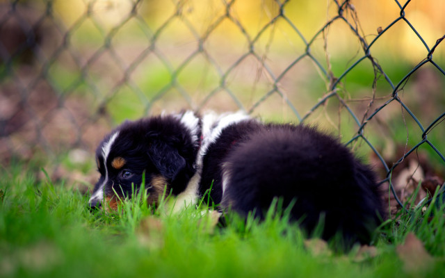 Dog grass fence chainlink blurry free wallpaper for desktop - medium preview image