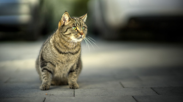 Cat sidewalk camera blurry background free wallpaper for desktop - medium preview image