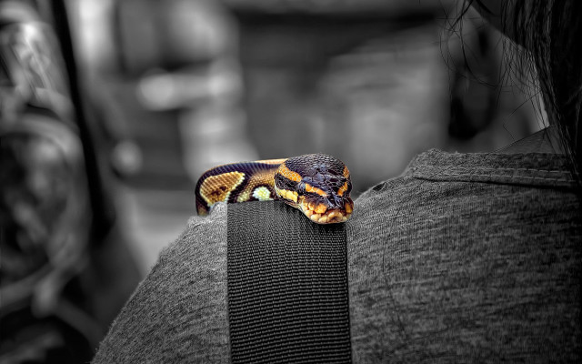 Snake cobra woman back blurry free wallpaper for desktop - medium preview image