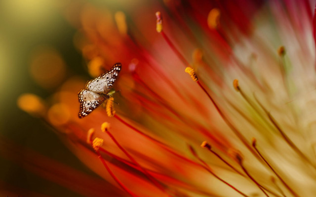 Flower butterfly autumn blurry fire free wallpaper for desktop - medium preview image