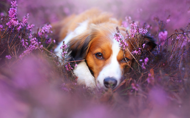 Dog purple flower field sad free wallpaper for desktop - medium preview image