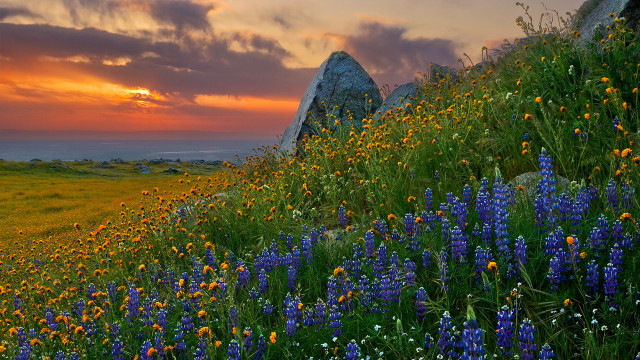 Wildflowers rocks sunset mountains clouds free wallpaper for desktop - medium preview image