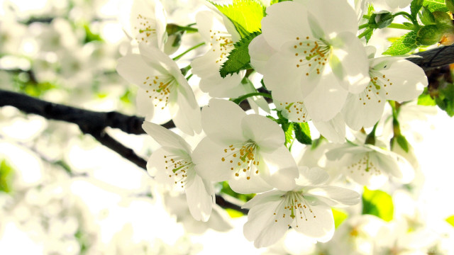 White flower branch leaves sunlight free wallpaper for desktop - medium preview image