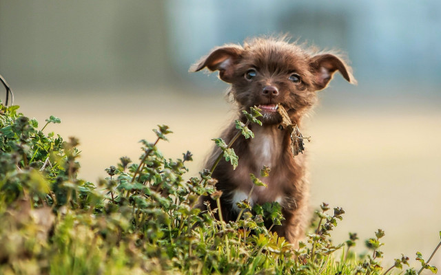 Small brown dog blue eye free wallpaper for desktop - medium preview image