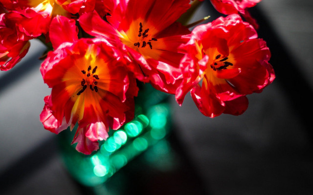 Vase red flowers table window free wallpaper for desktop - medium preview image