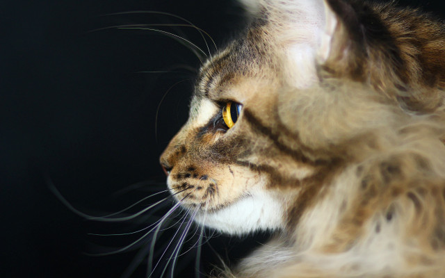 Longhaired cat macro photorealistic felix free wallpaper for desktop - medium preview image