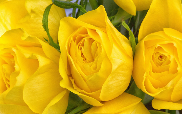 Yellow roses green stems blue free wallpaper for desktop - medium preview image