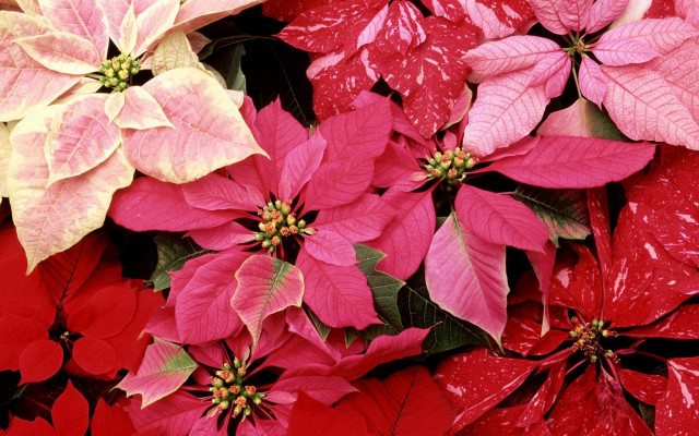 Poinsettias floral butterfly lily puzzle free wallpaper for desktop - medium preview image