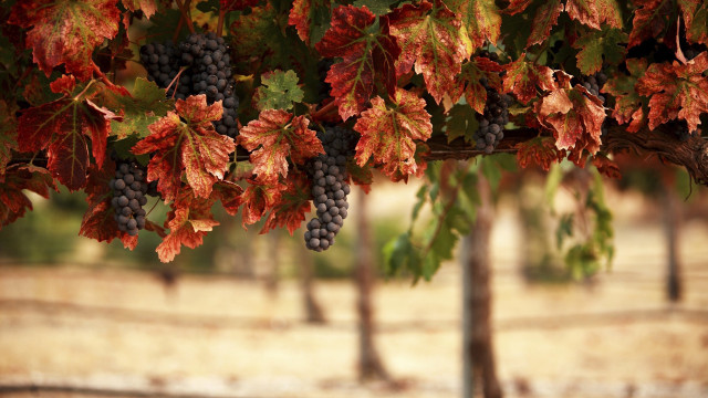 Grapes branch leaves autumn blurry free wallpaper for desktop - medium preview image