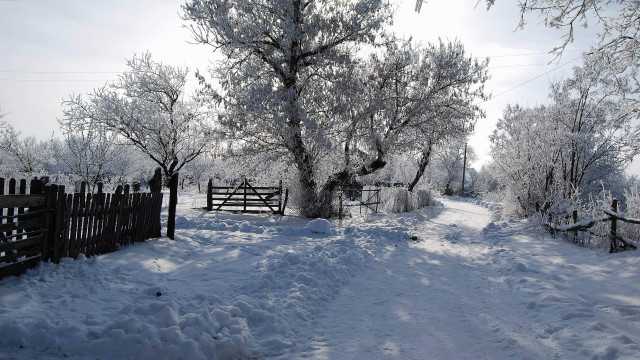 Snowy path fence tree person free wallpaper for desktop - medium preview image