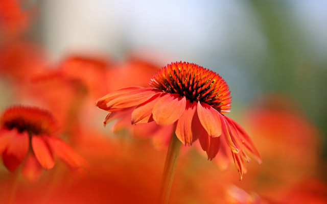 Red flower macro autumn blurry free wallpaper for desktop - medium preview image
