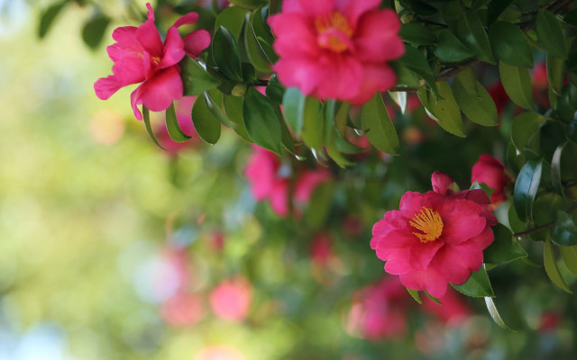 Pink flower closeup bokeh leaves #2 free wallpaper for desktop - medium preview image