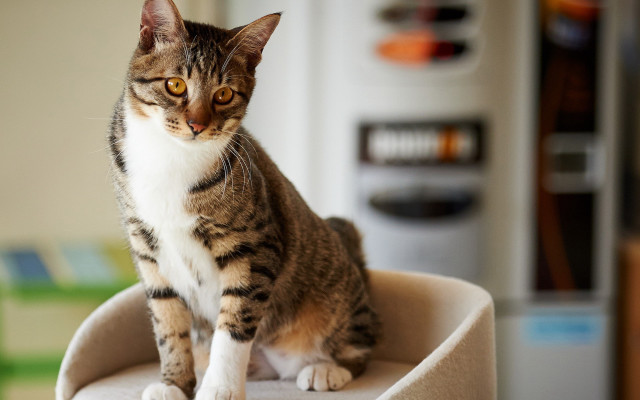 Cat chair kitchen blurry background free wallpaper for desktop - medium preview image