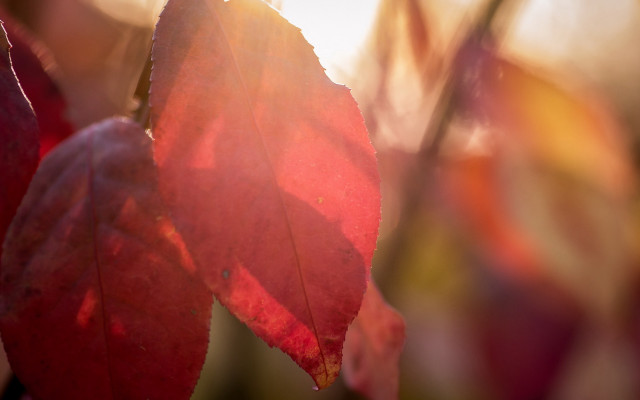 Red leaf autumn sunshine macro free wallpaper for desktop - medium preview image