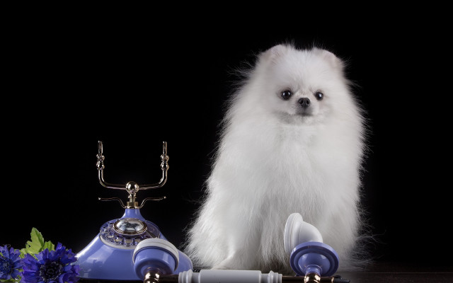 White dog blue lamp blue free wallpaper for desktop - medium preview image