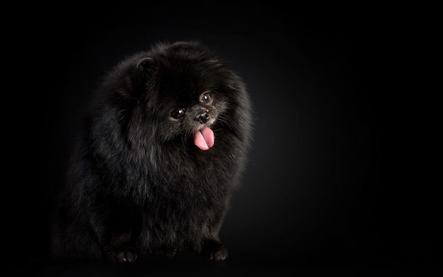 Black dog tongue out photorealism free wallpaper for desktop - medium preview image