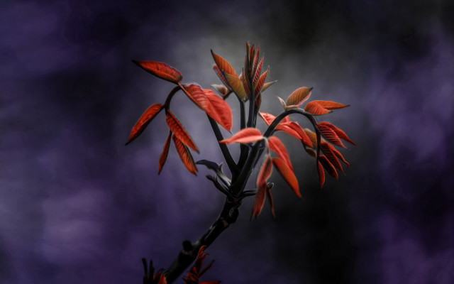 Red flowered plant purple sky free wallpaper for desktop - medium preview image