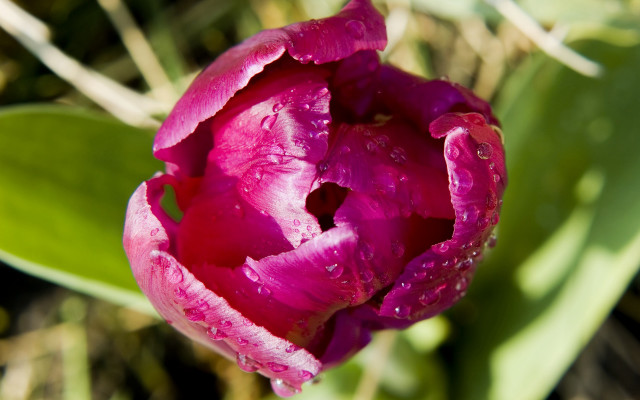 Pink flower water droplets macro #38 free wallpaper for desktop - medium preview image