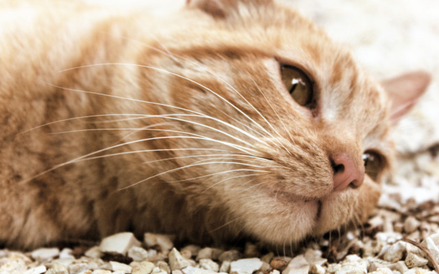 Cat gravel pile macro blurry free wallpaper for desktop - medium preview image