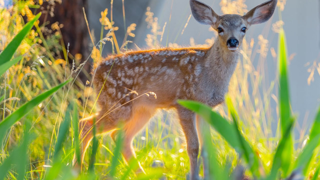 Deer tallgrass building blue sky free wallpaper for desktop - medium preview image