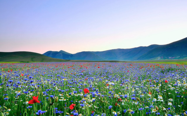 Flower field mountains sunset spring free wallpaper for desktop - medium preview image