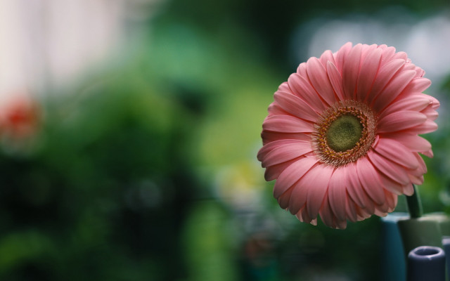 Pink flower vase green stem free wallpaper for desktop - medium preview image