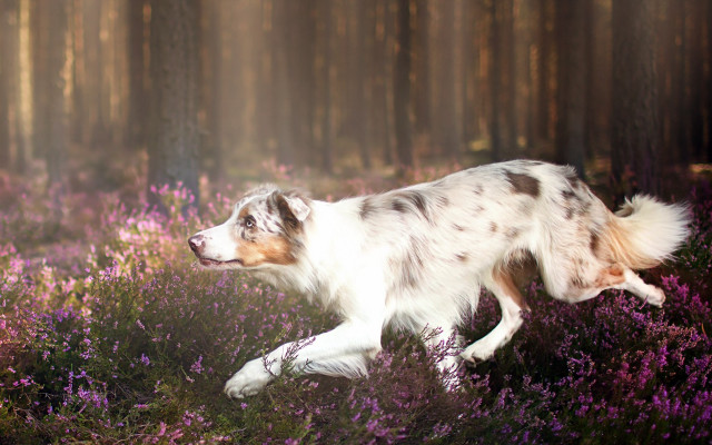 Dog field purple flowers woods free wallpaper for desktop - medium preview image