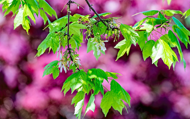 Branch leaves purple flowers impressionist free wallpaper for desktop - medium preview image