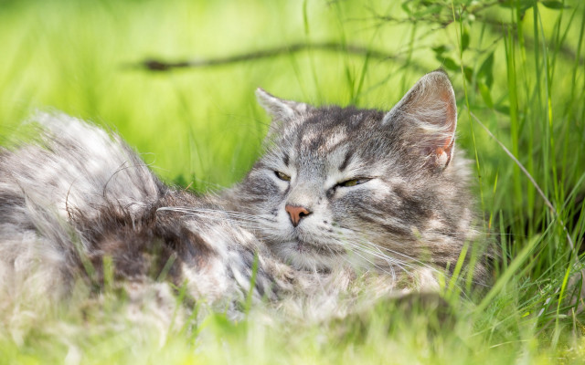Sleeping cat in grass bokeh free wallpaper for desktop - medium preview image