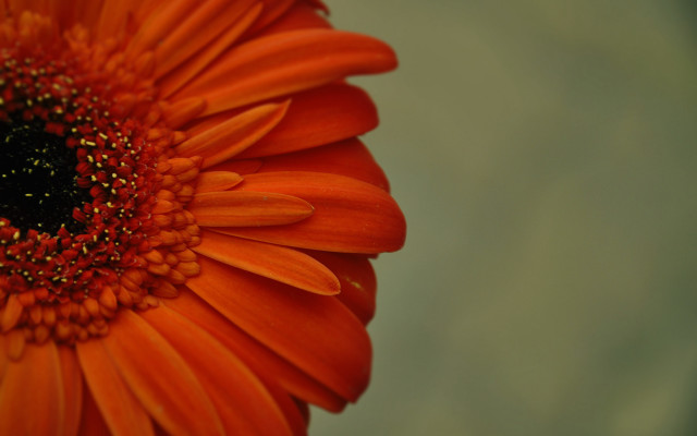 Bright orange flower macro green free wallpaper for desktop - medium preview image