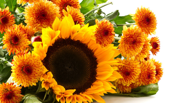 Large sunflower vase leaves flowers free wallpaper for desktop - medium preview image