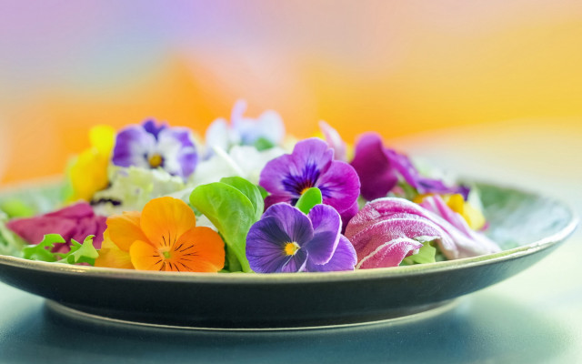 Colorful pansies blurry background flower free wallpaper for desktop - medium preview image