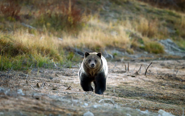 Bear walking dirt field forest free wallpaper for desktop - medium preview image