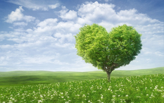 Heart tree field flowers sky free wallpaper for desktop - medium preview image
