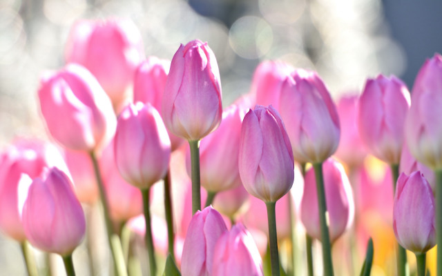 Pink flower field bokeh macro #2 free wallpaper for desktop - medium preview image