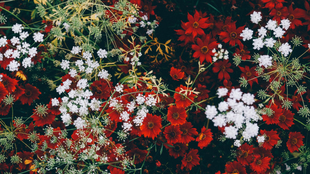 Red white flower field bee free wallpaper for desktop - medium preview image