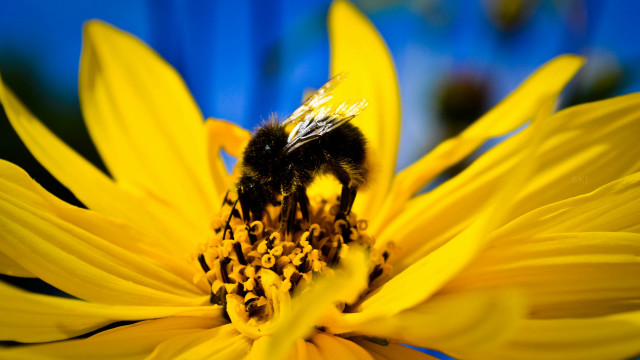 Bee yellowflower bluebackground macro sunset free wallpaper for desktop - medium preview image