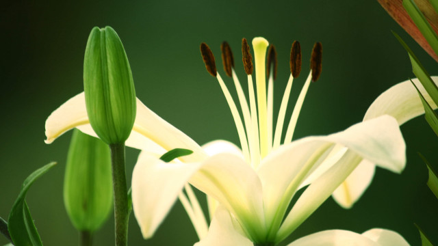 White flower green background brown free wallpaper for desktop - medium preview image
