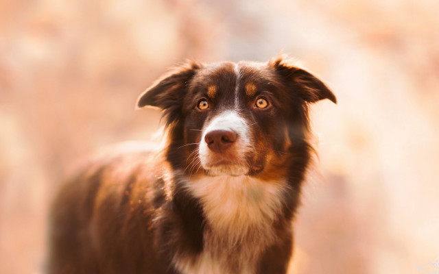Dog focused animal photography blurry free wallpaper for desktop - medium preview image