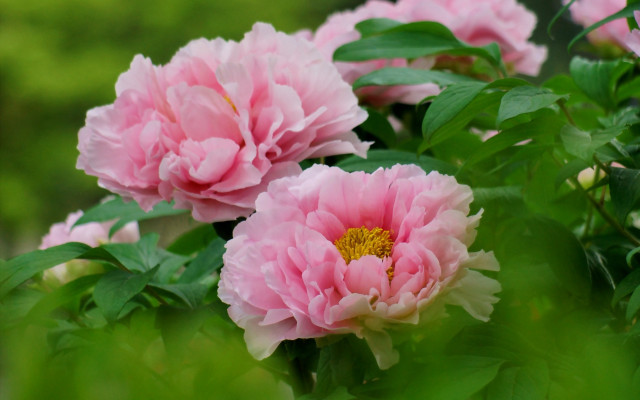 Pink flowers bush green leaves free wallpaper for desktop - medium preview image