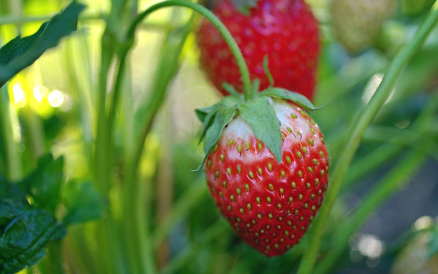 Strawberries garden closeup bokeh macro free wallpaper for desktop - medium preview image