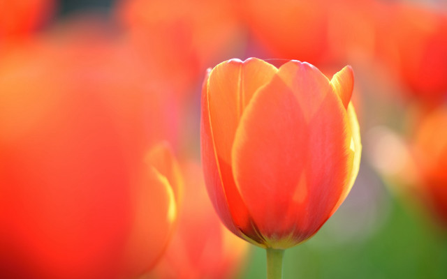 Orange flower shallow depth field free wallpaper for desktop - medium preview image