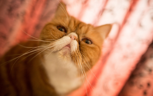 Surprised cat looking up pink free wallpaper for desktop - medium preview image