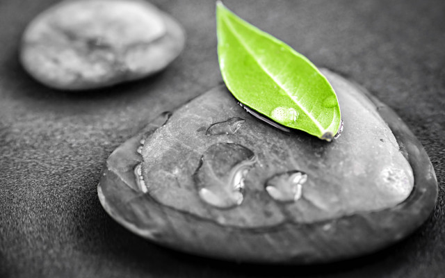 Leaf rock water droplets coin free wallpaper for desktop - medium preview image