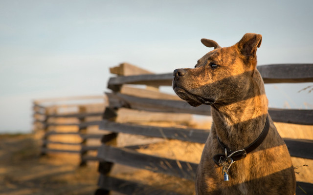 Shiba inu wooden fence outdoor free wallpaper for desktop - medium preview image