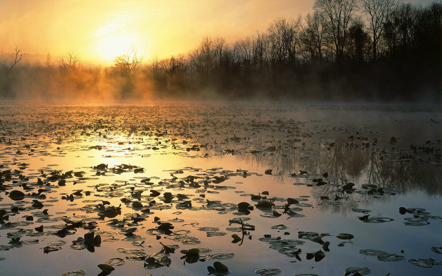 Lake water lilies sunset forest free wallpaper for desktop - medium preview image