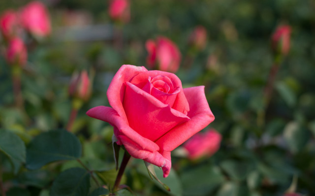 Pink rose blooming field green free wallpaper for desktop - medium preview image